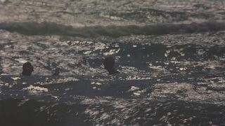 ������ ����� / Sensoand3945 